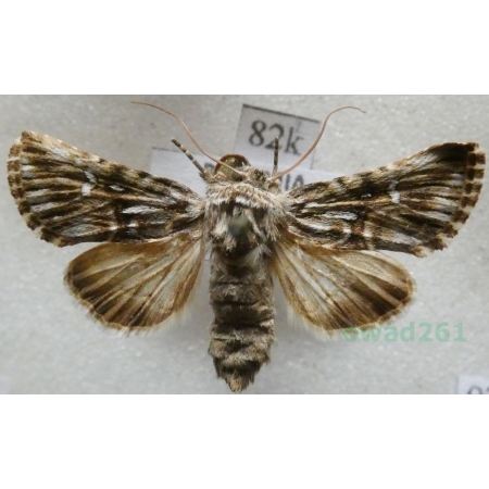 Calophasia lunula (Hufnagel, 1766) Nocena księżycówka Czech82k